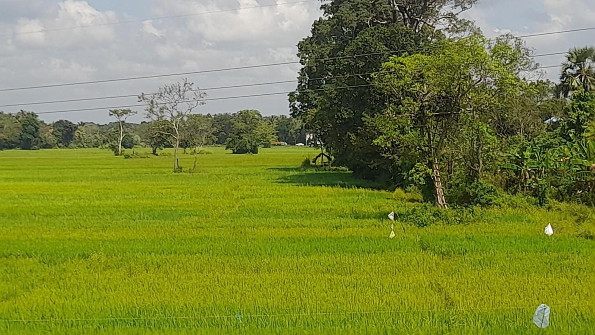 Wild View Stay Habarana Exterior foto
